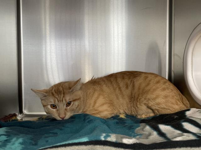 Adoptable Cat