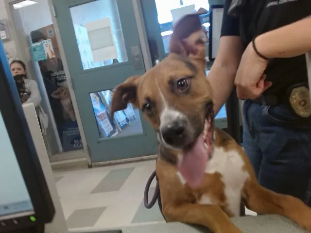Adoptable Dog