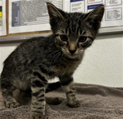 Adoptable Cat