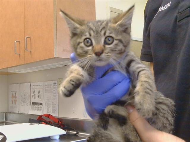 Adoptable Cat
