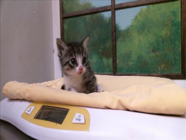 Adoptable Cat