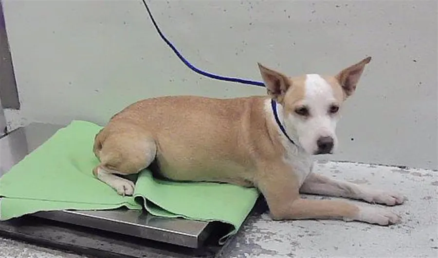 Adoptable Dog