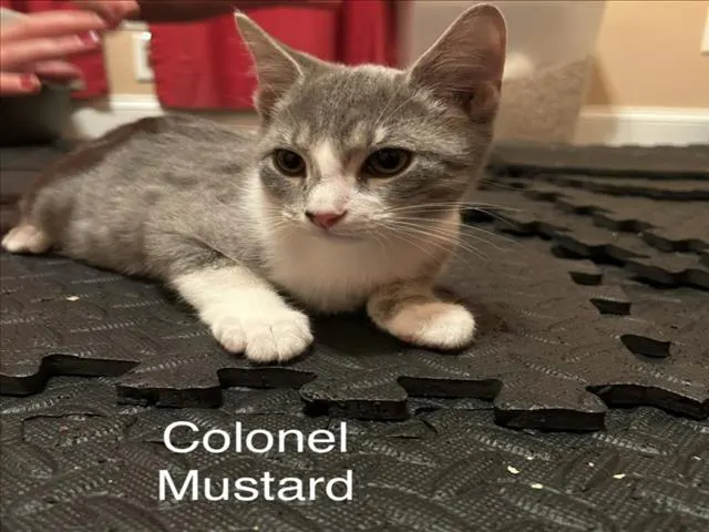 Colonel Mustard