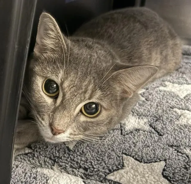 Peanut