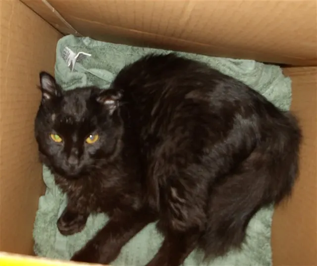 Adoptable Cat