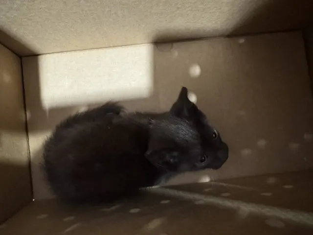 Adoptable Cat
