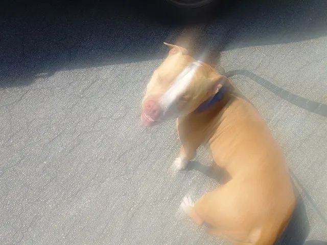 Bronson