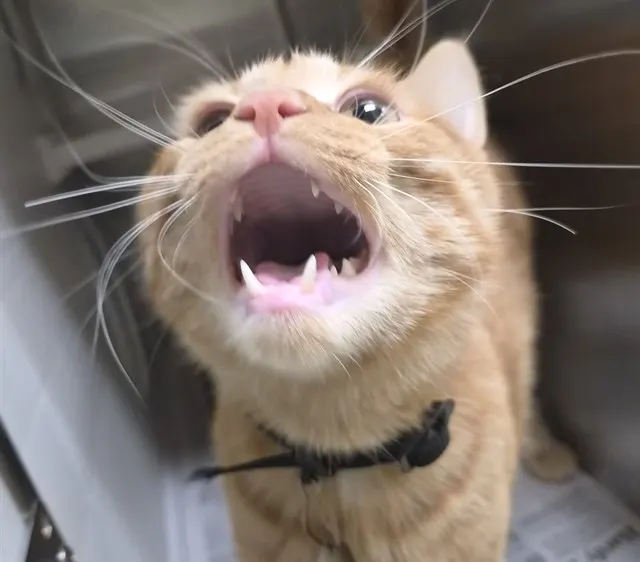 Cheddar