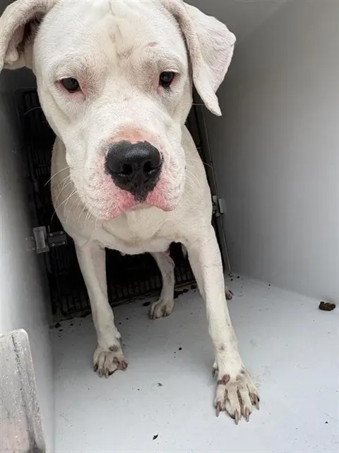Adoptable Dog