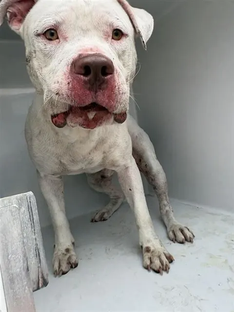 Adoptable Dog