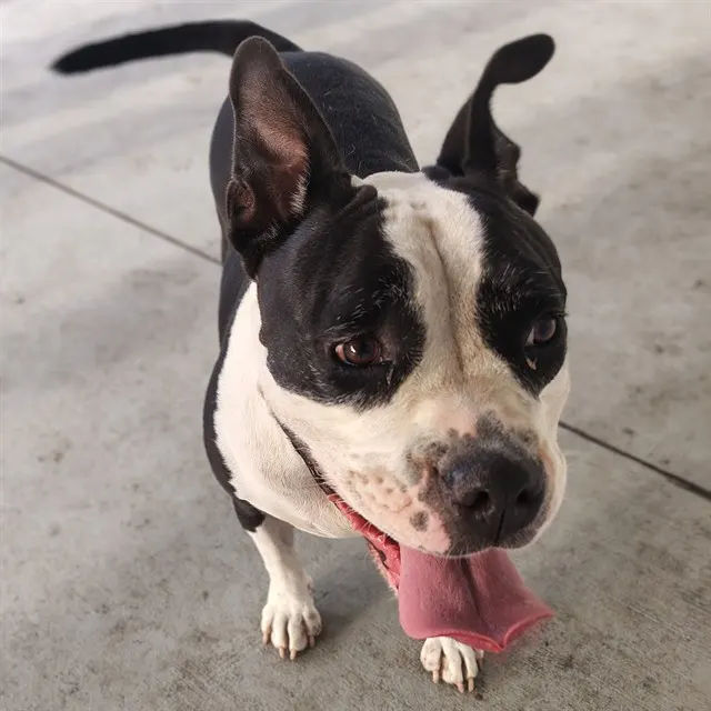 Emmie