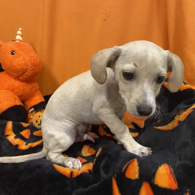 Adoptable Dog