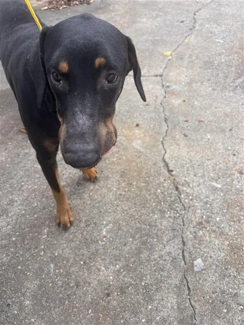 Adoptable Dog
