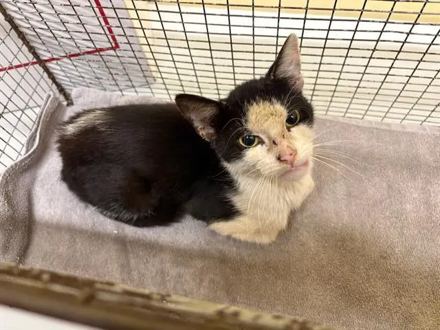 Adoptable Cat