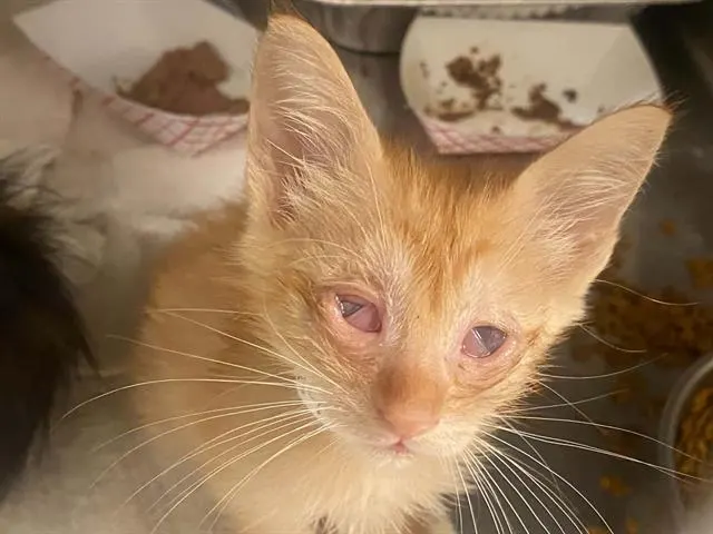 Adoptable Cat