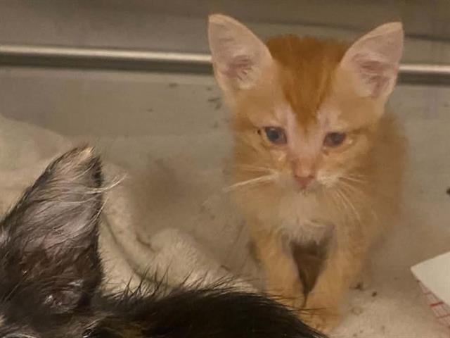 Adoptable Cat