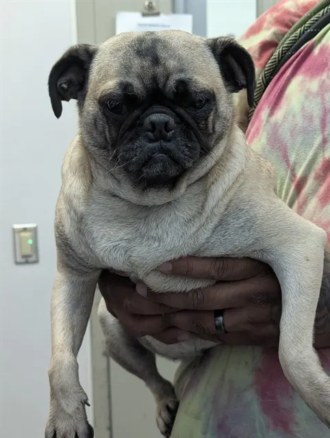 Chiqui