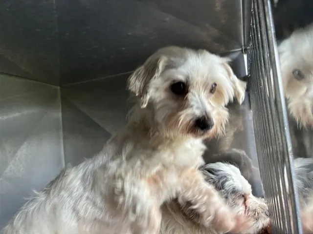 Suzie