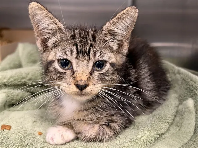 Adoptable Cat