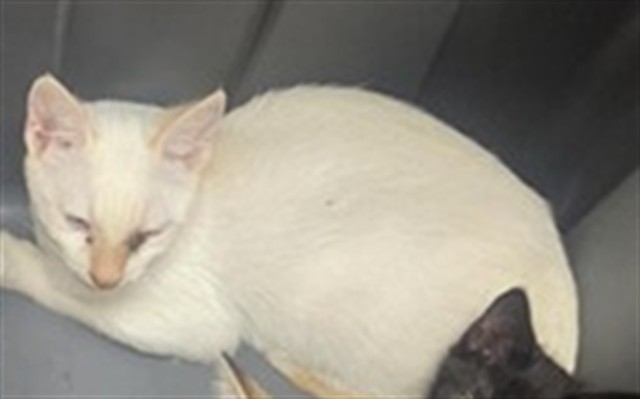 Adoptable Cat