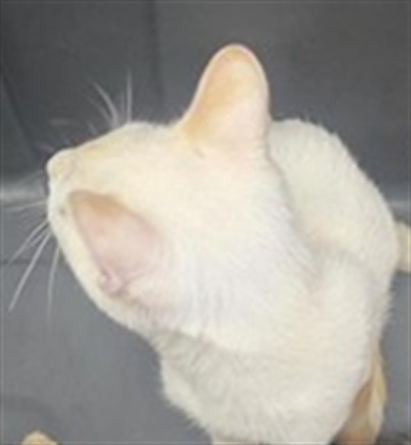 Adoptable Cat