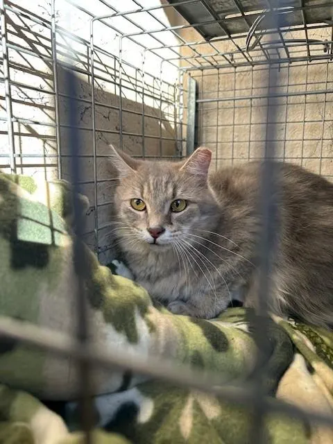 Adoptable Cat