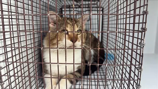 Adoptable Cat
