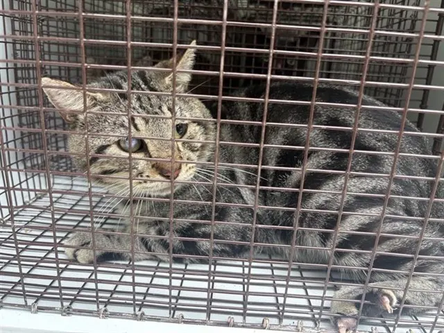 Adoptable Cat