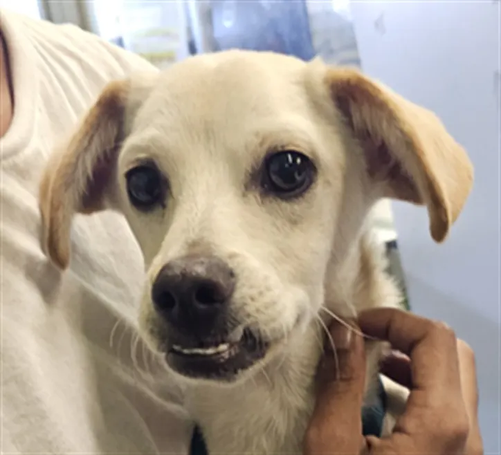 Chico