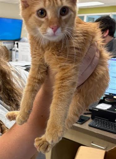 Garfield 2.0
