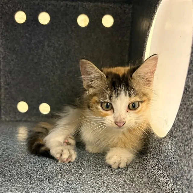 Delilah