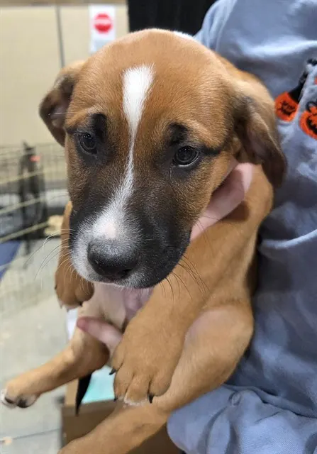 Nutmeg