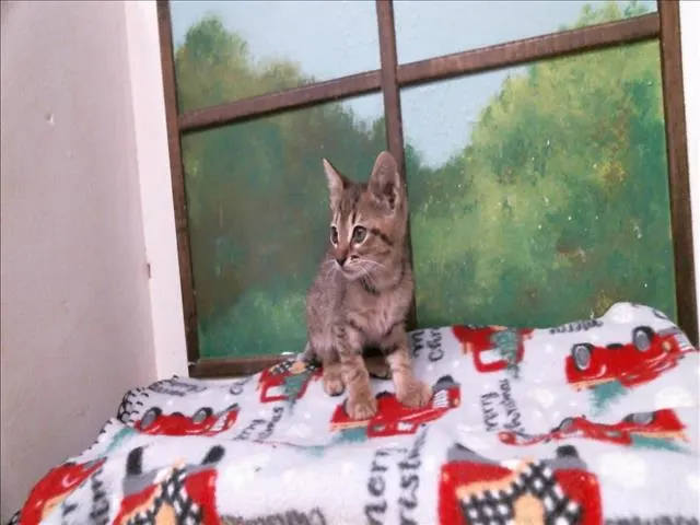 Binx