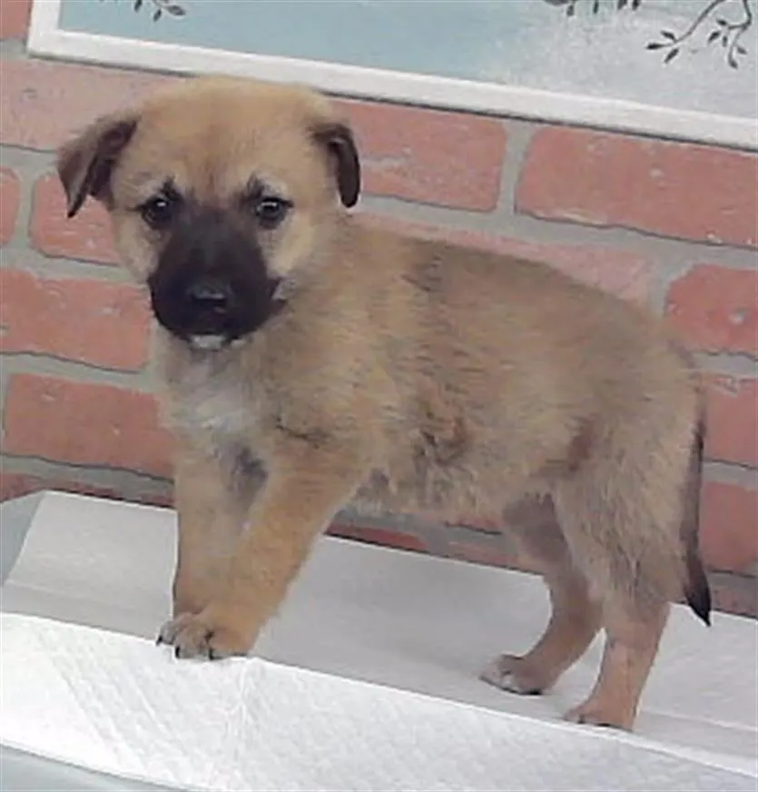 Adoptable Dog