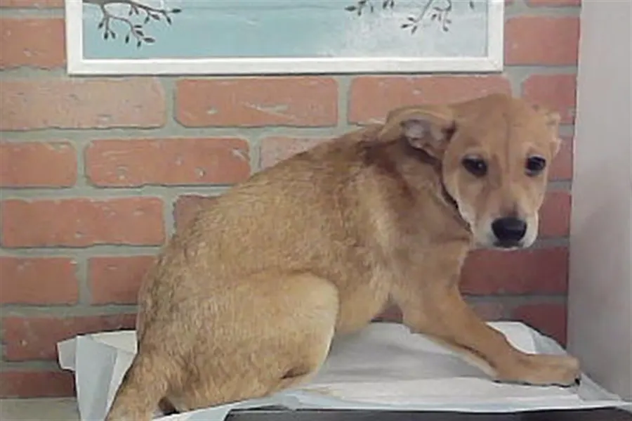 Adoptable Dog
