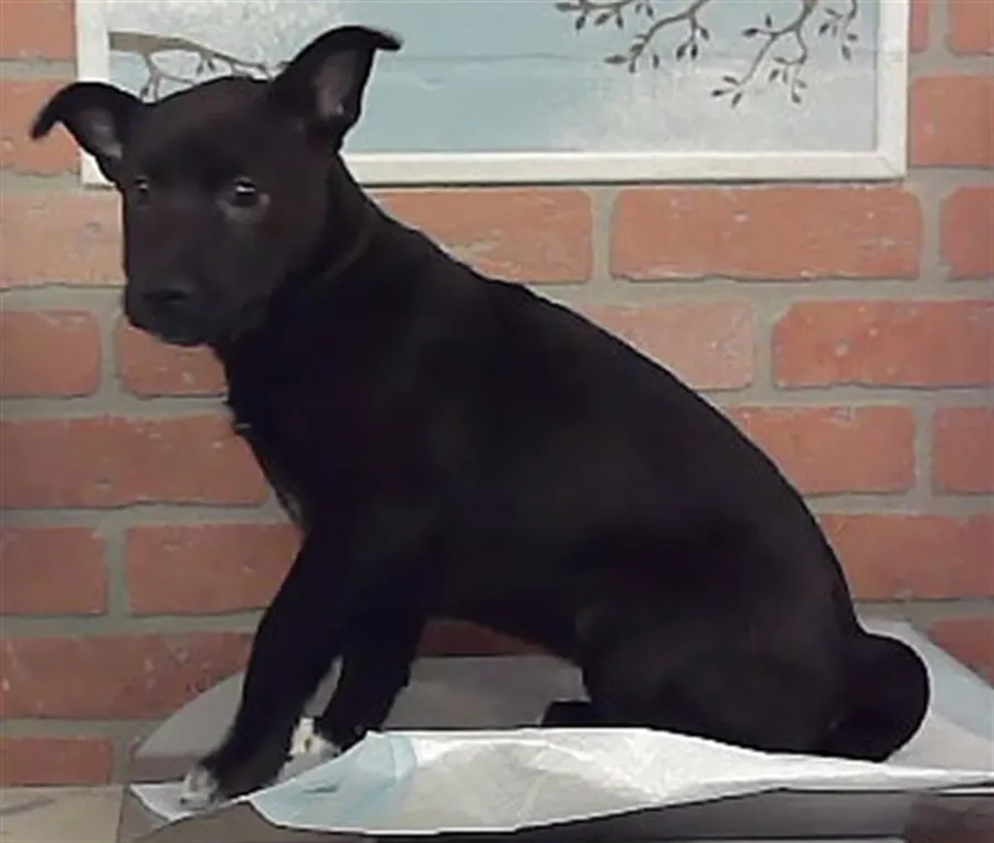 Adoptable Dog