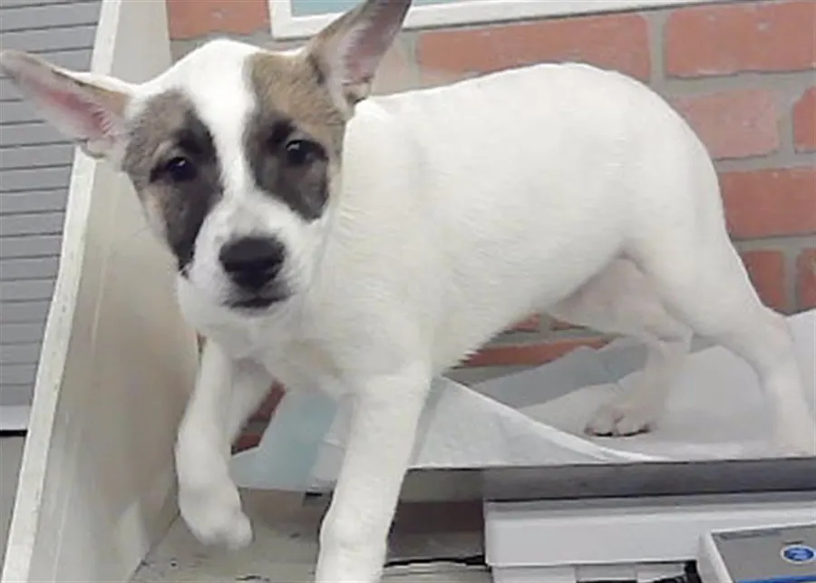 Adoptable Dog