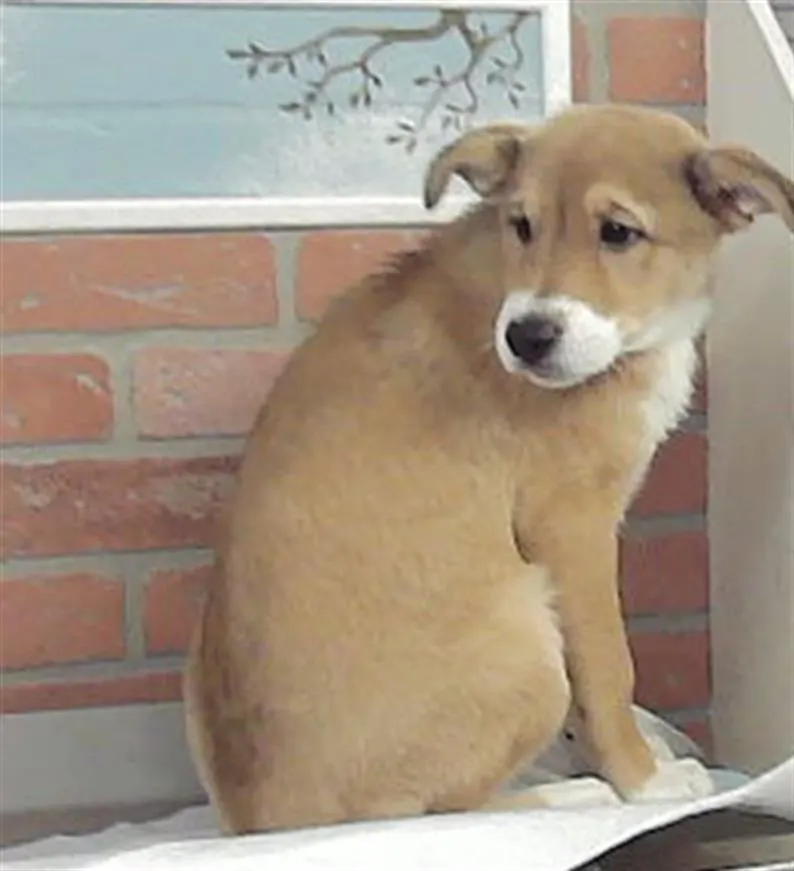 Adoptable Dog
