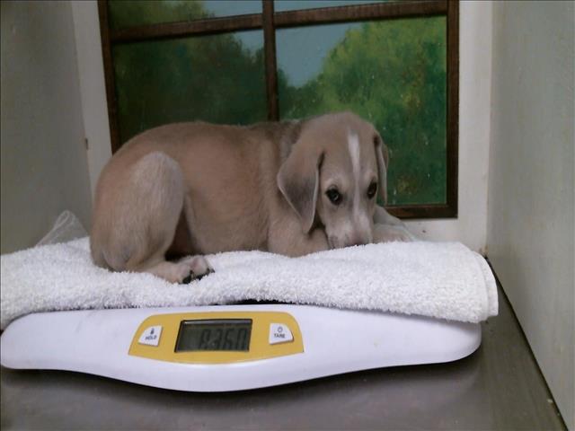 Adoptable Dog