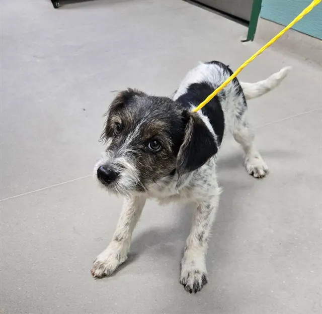 Adoptable Dog