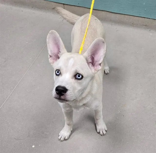 Adoptable Dog
