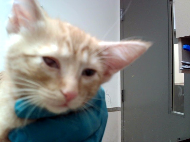 Adoptable Cat