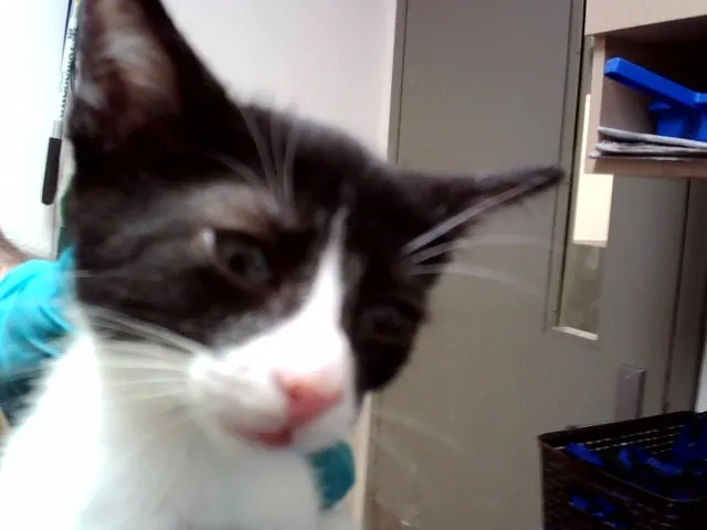 Adoptable Cat