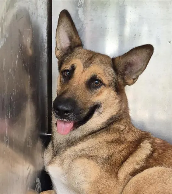 Kimmy Koa