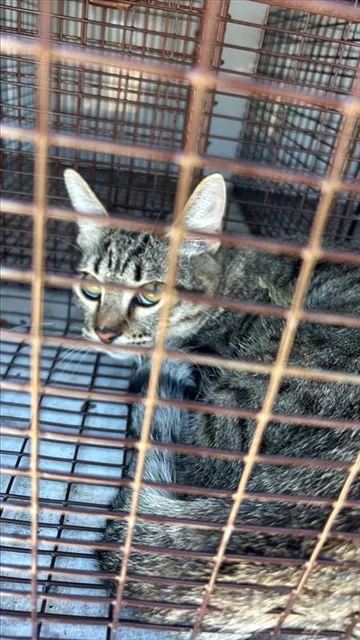 Adoptable Cat
