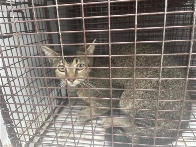 Adoptable Cat