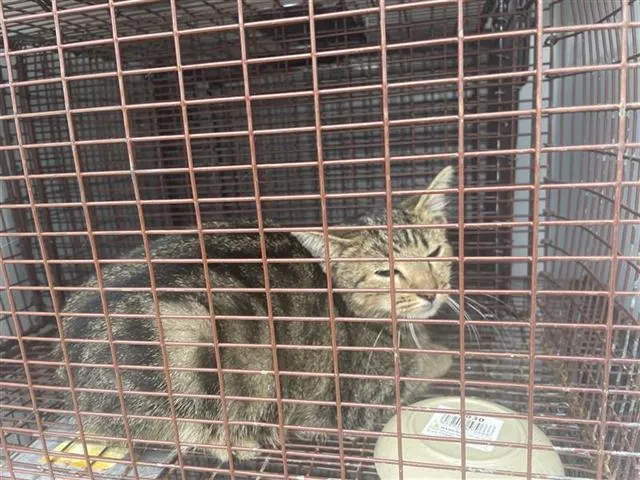 Adoptable Cat