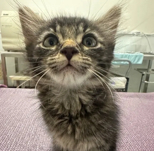 Adoptable Cat