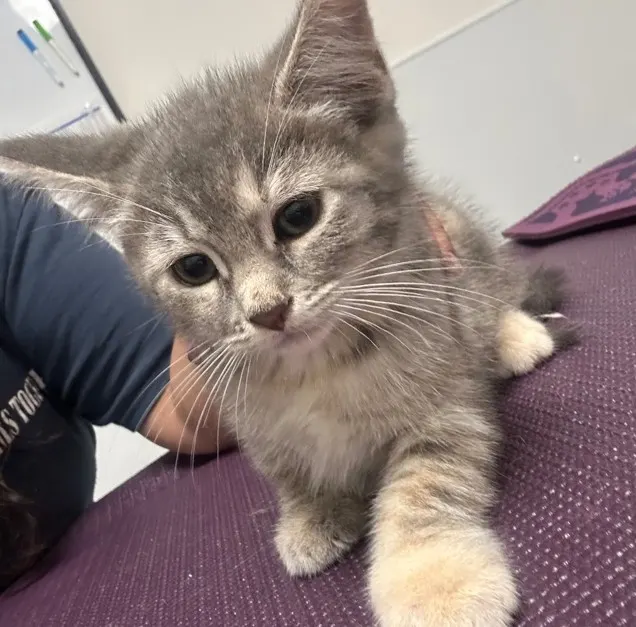 Adoptable Cat