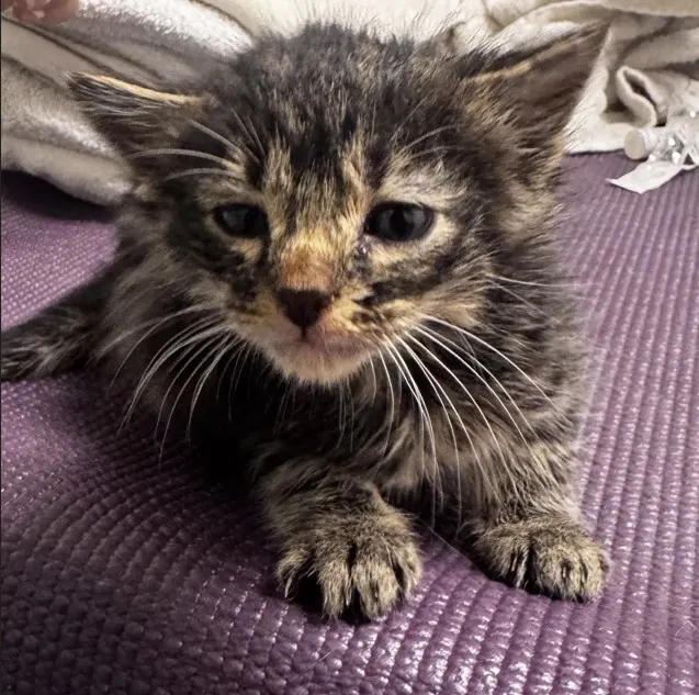 Adoptable Cat